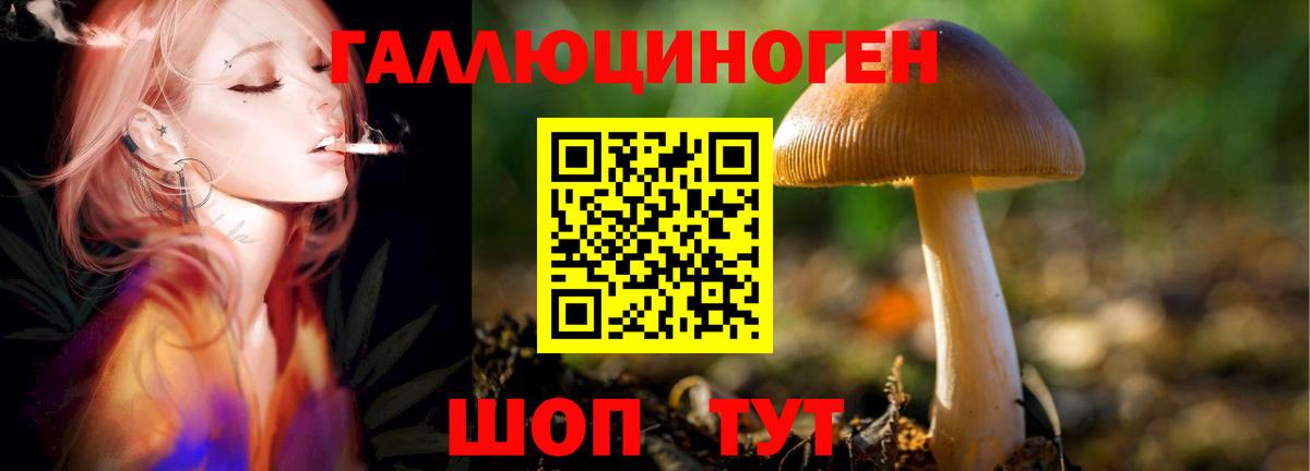 Псилоцибиновые грибы мухоморы  Гай  Псилоцибиновые грибы GOLDEN TEACHER 